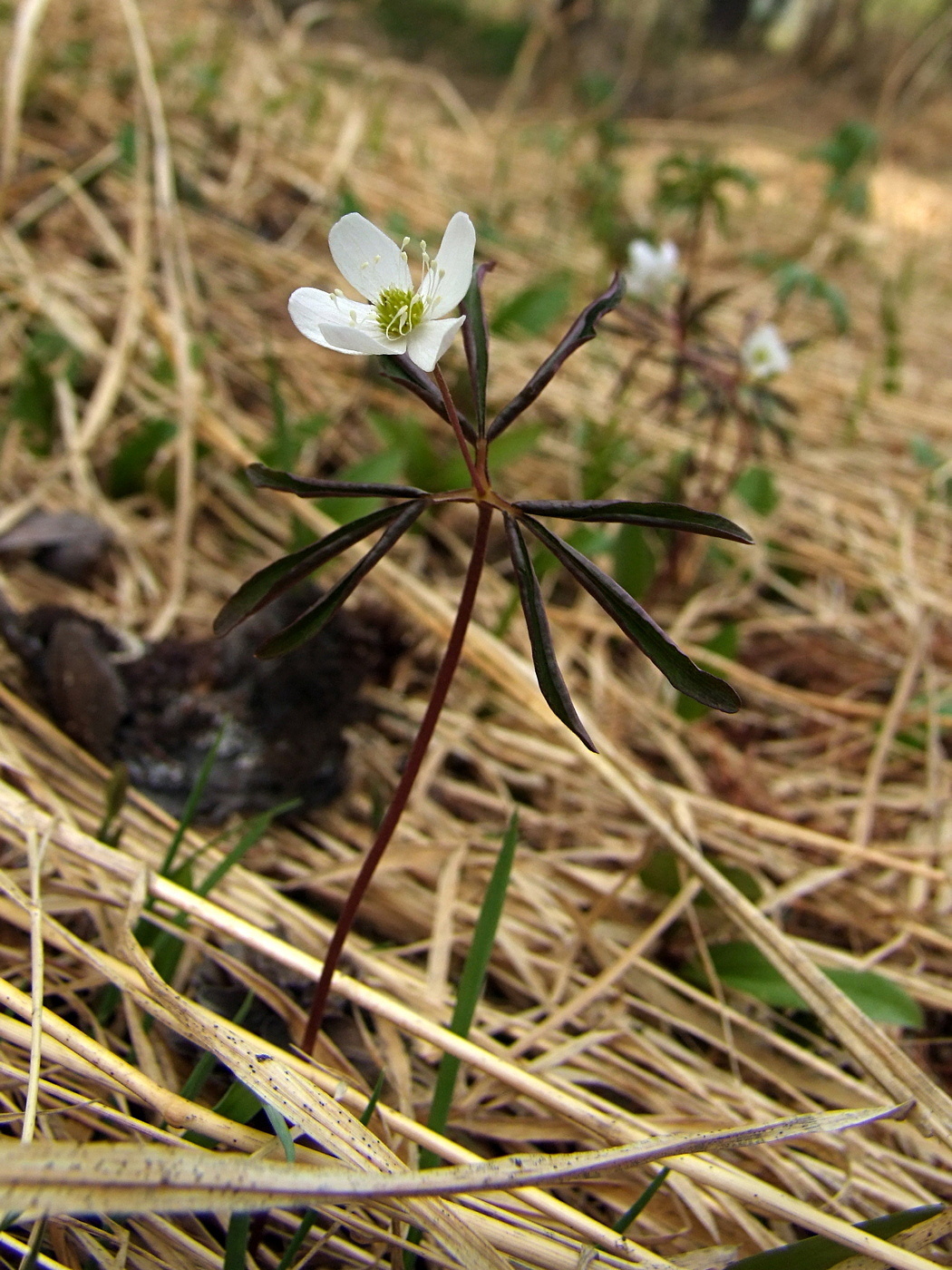 Image of Anemone debilis specimen.