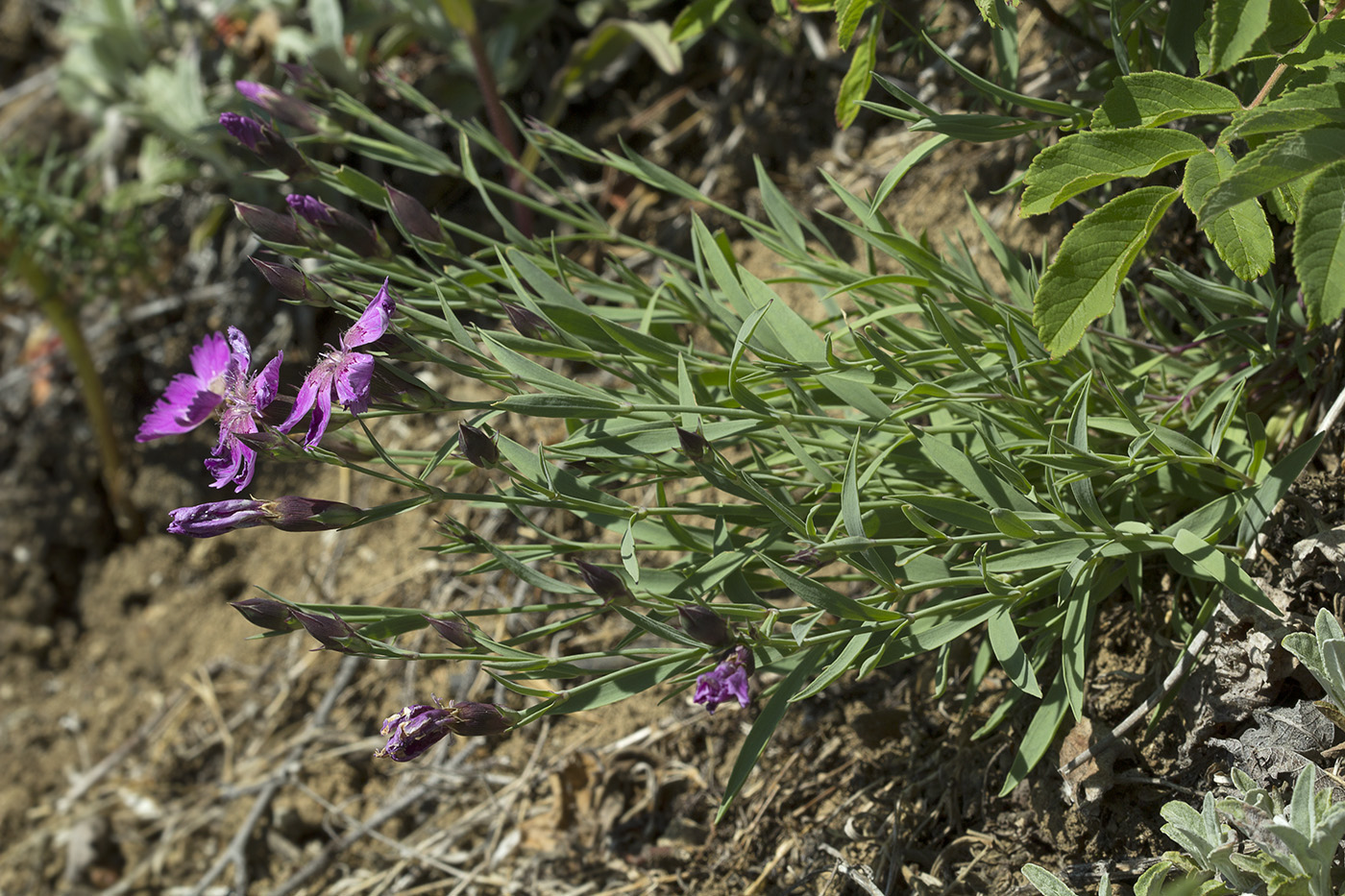 Image of Dianthus chinensis specimen.