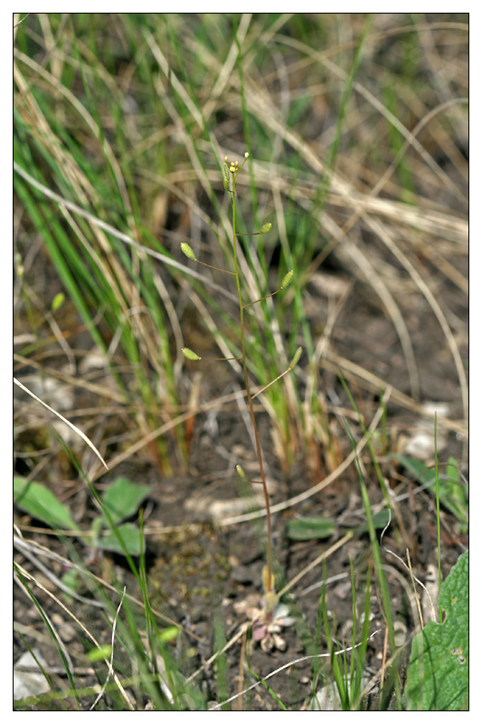 Image of Draba nemorosa specimen.