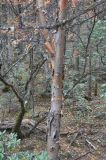 Betula albosinensis. Ствол дерева. Китай, Юньнань, национальный парк Пудацо (Potatso National Park), 22 км от г. Шангри-Ла, берег оз. Битахай (Бита), ≈ 3500 м н.у.м. 29 октября 2016 г.