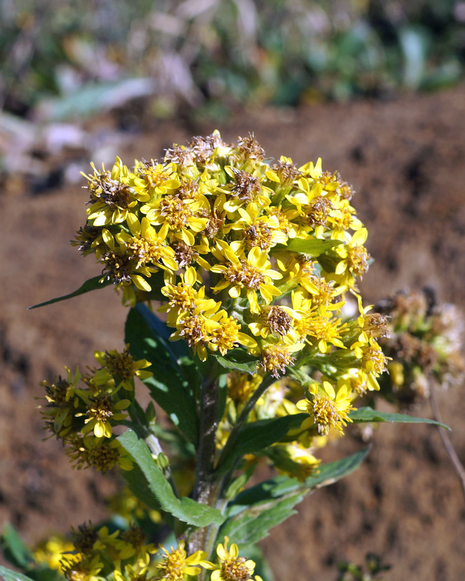 Изображение особи Solidago paramuschirensis.