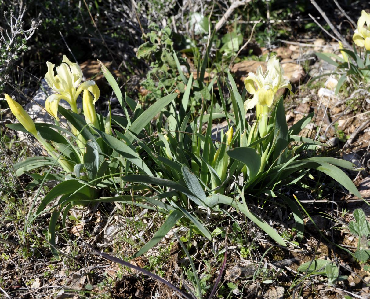 Image of Iris pumila ssp. attica specimen.