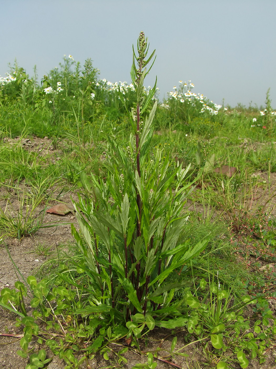 Image of Artemisia integrifolia specimen.