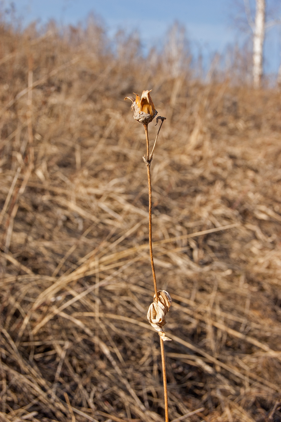 Image of Melandrium album specimen.