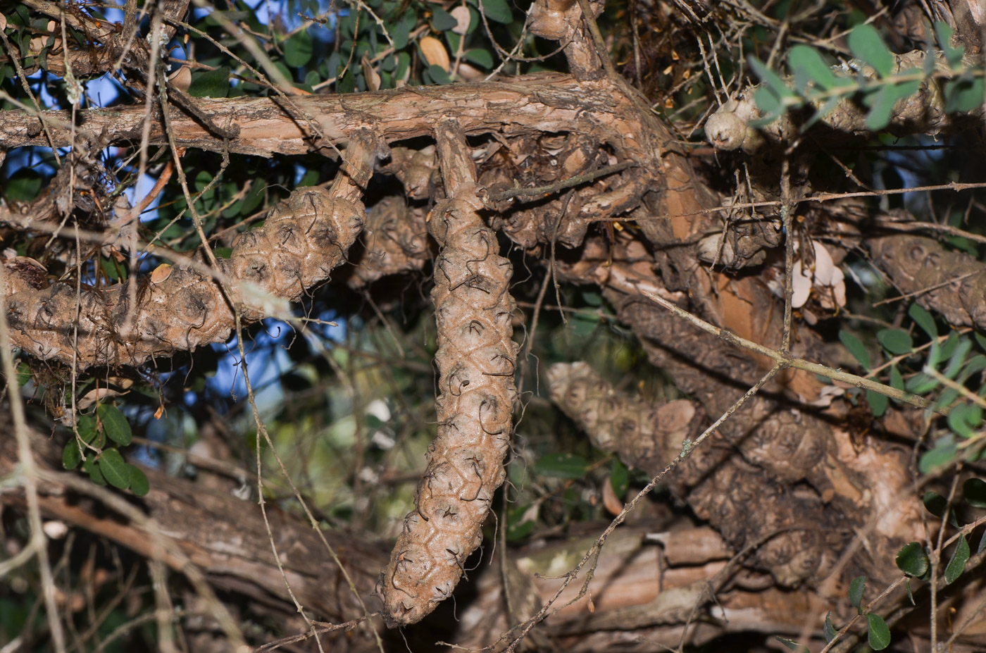 Image of Melaleuca elliptica specimen.