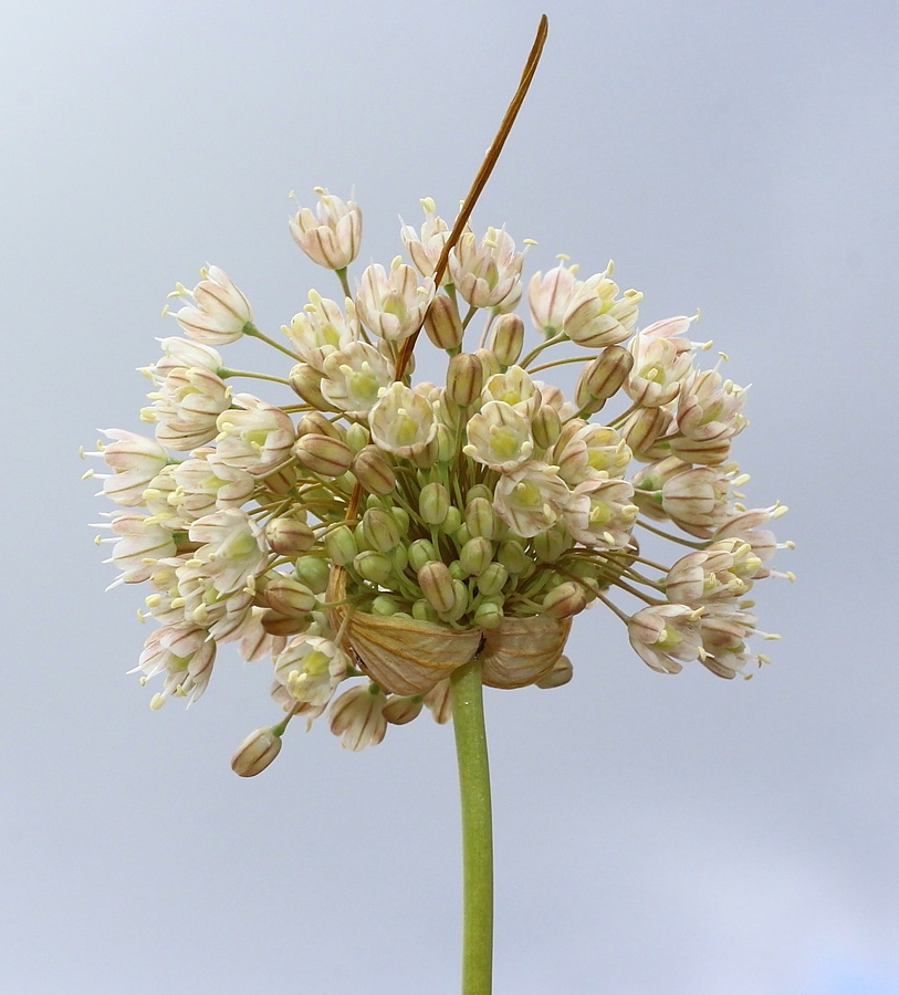 Image of Allium pallens ssp. coppoleri specimen.