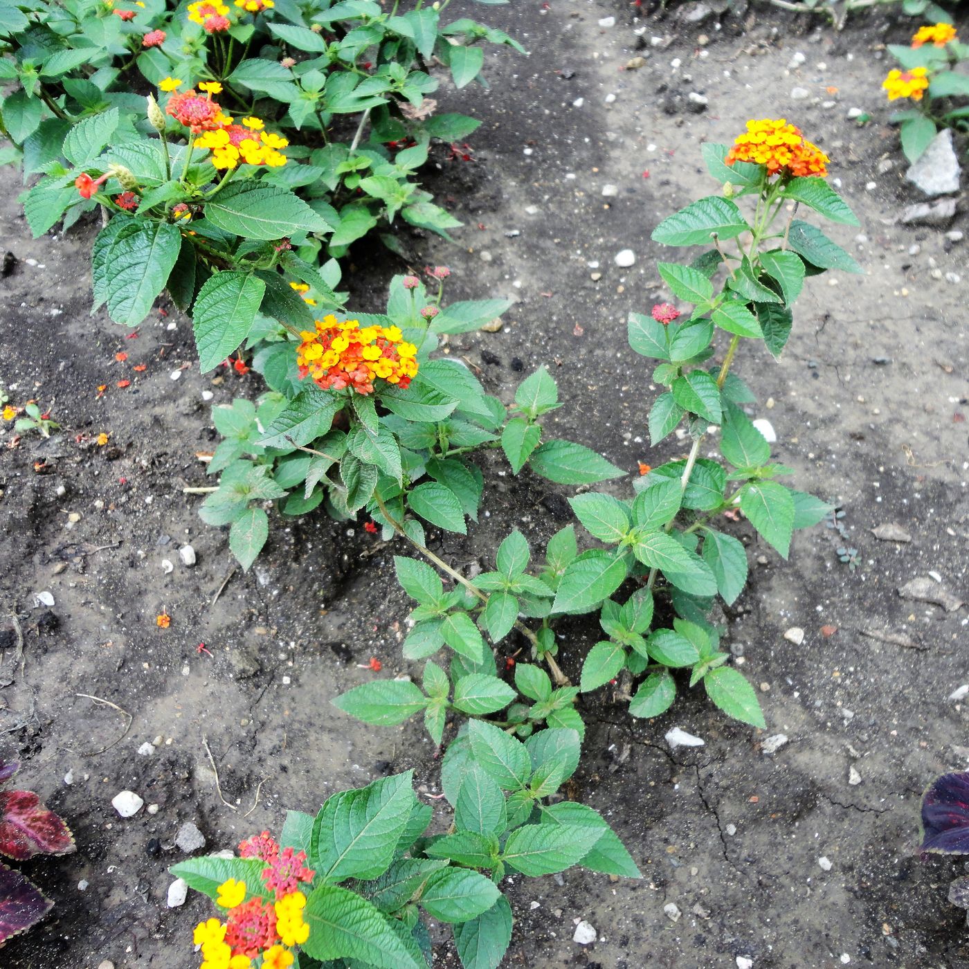 Image of Lantana camara specimen.