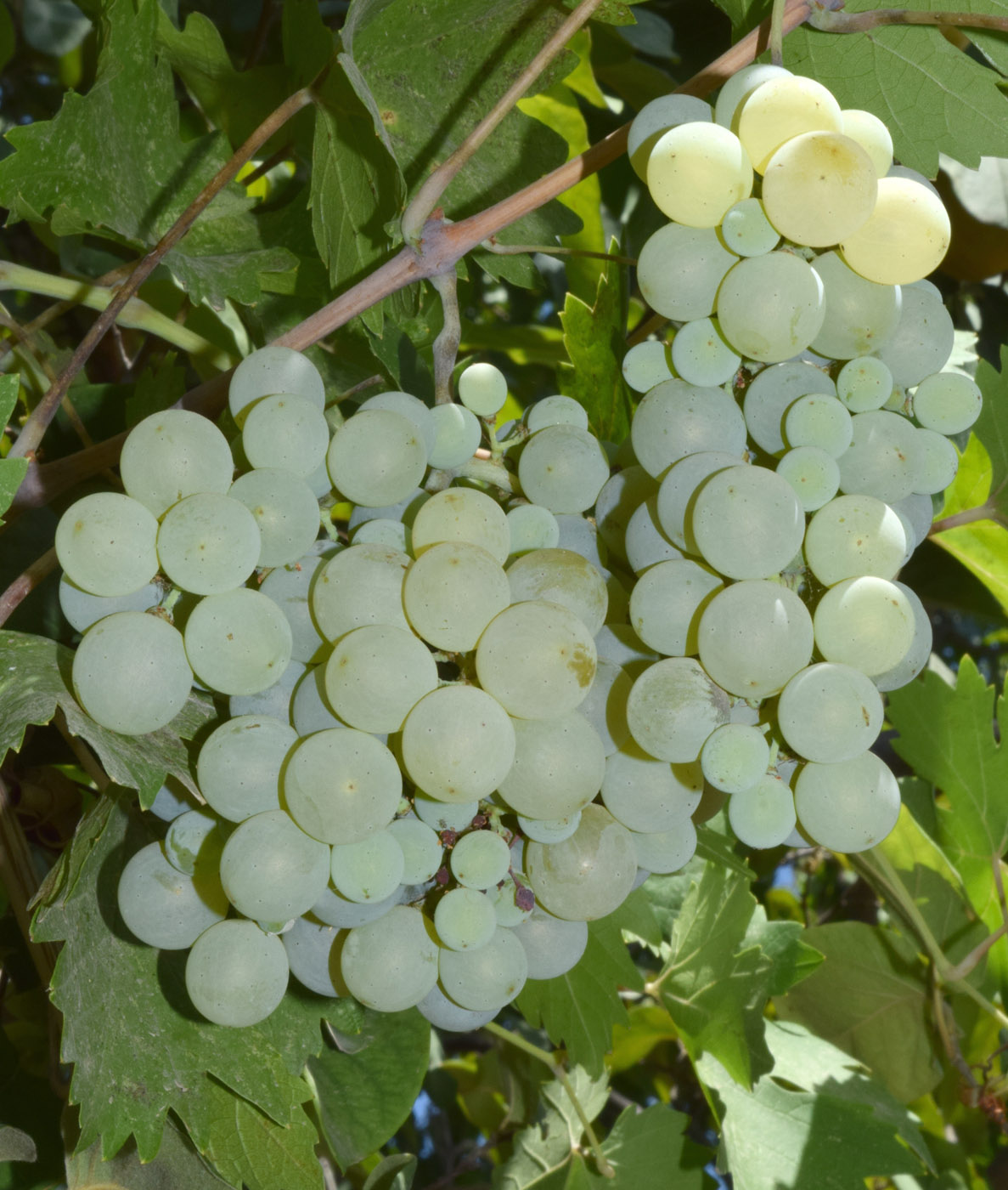 Изображение особи Vitis vinifera.