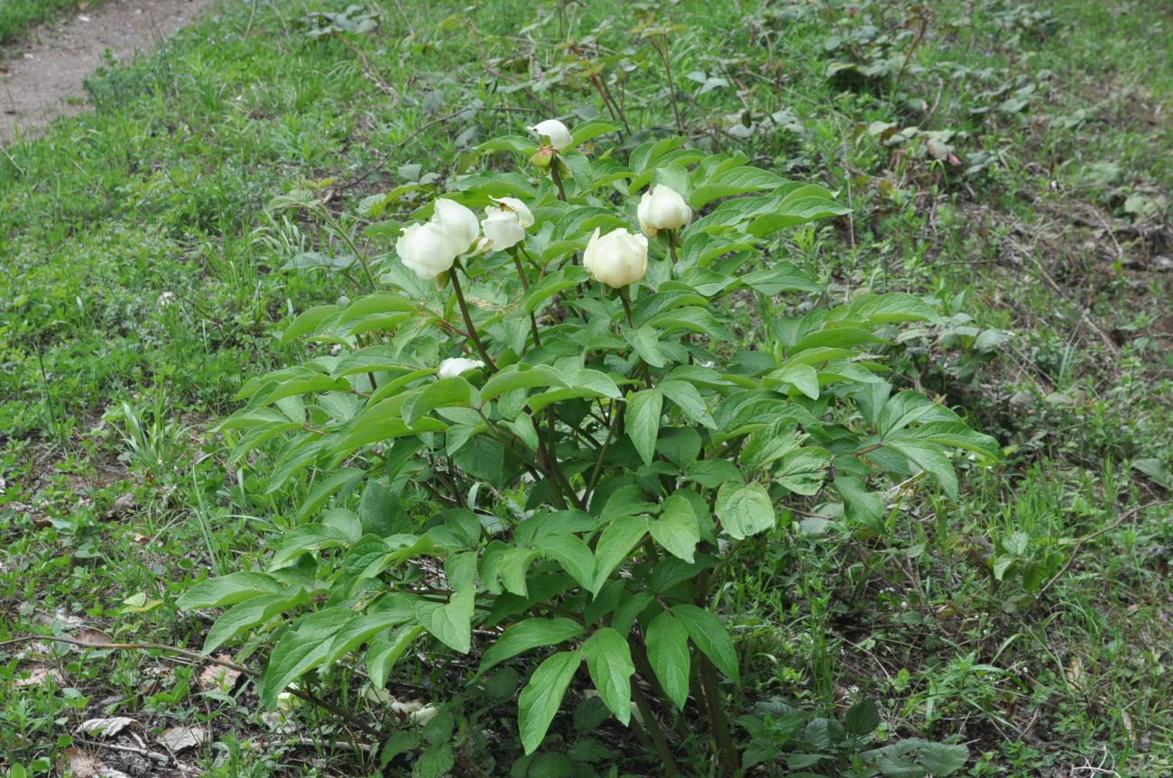 Image of Paeonia macrophylla specimen.