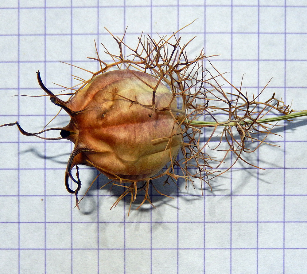 Image of Nigella damascena specimen.