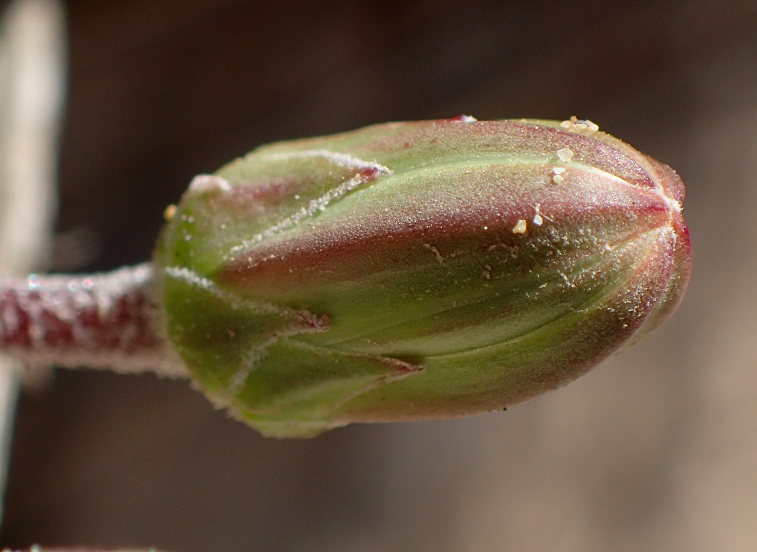 Image of Hyoseris lucida specimen.