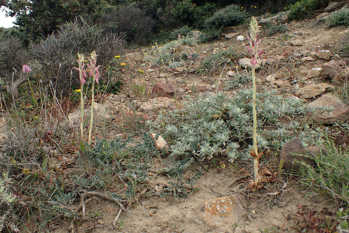 Image of Anacamptis sancta specimen.