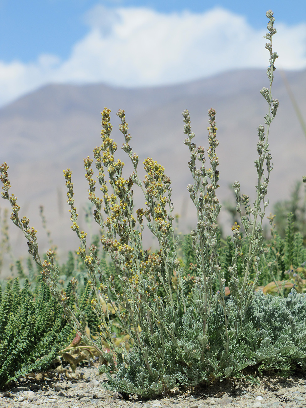 Изображение особи Artemisia skorniakowii.