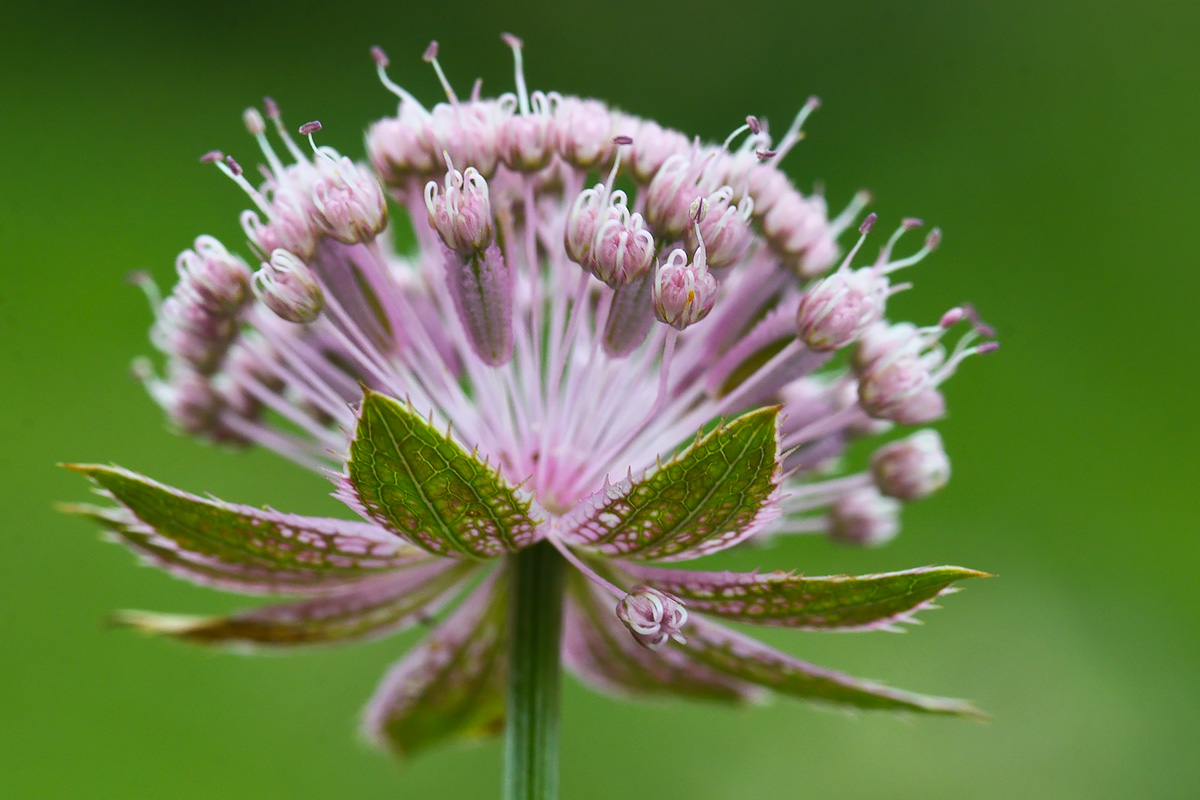 Image of Astrantia maxima specimen.