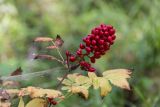 Actaea erythrocarpa