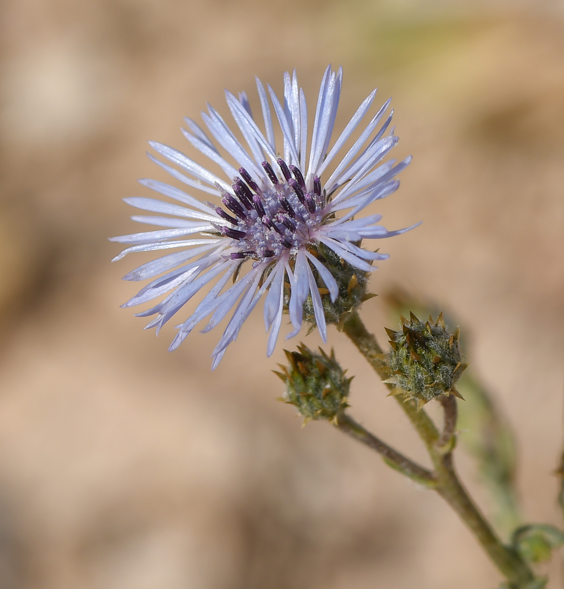 Image of Volutaria lippii specimen.