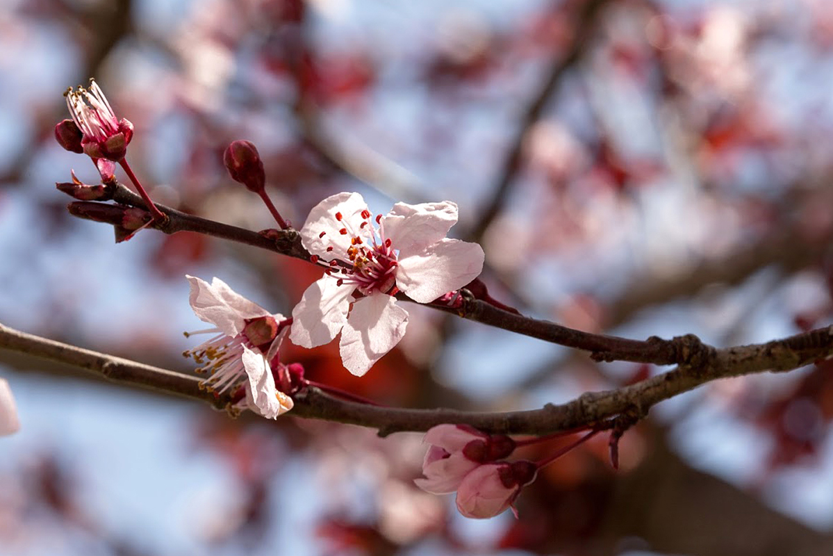 Image of Prunus cerasifera var. pissardii specimen.