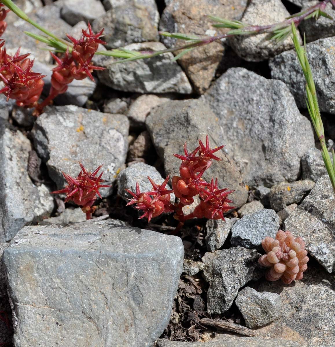 Image of Sedum cespitosum specimen.