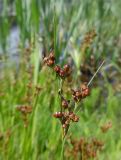 Juncus compressus. Верхушки побегов с незрелыми соплодиями. Марий Эл, г. Йошкар-Ола, берег р. Малая Кокшага. 18.06.2019.