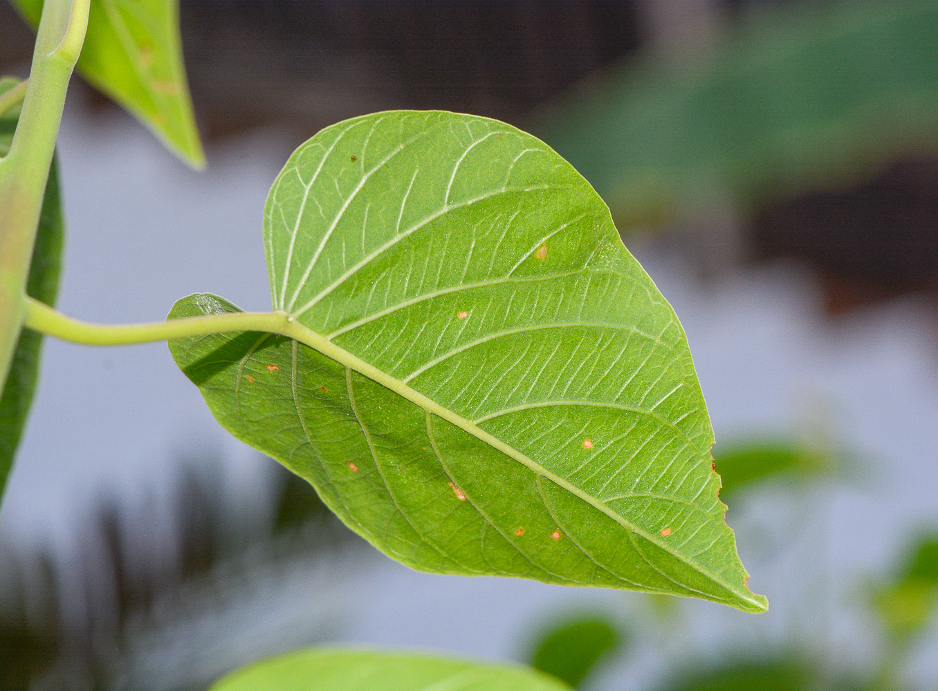 Image of familia Convolvulaceae specimen.