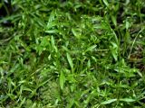 Смотреть изображение Montia fontana