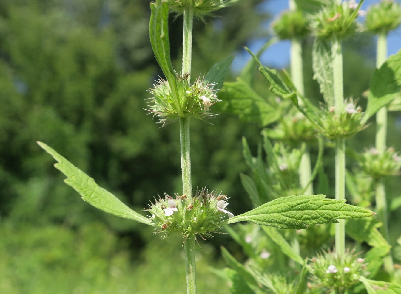 Изображение особи Chaiturus marrubiastrum.