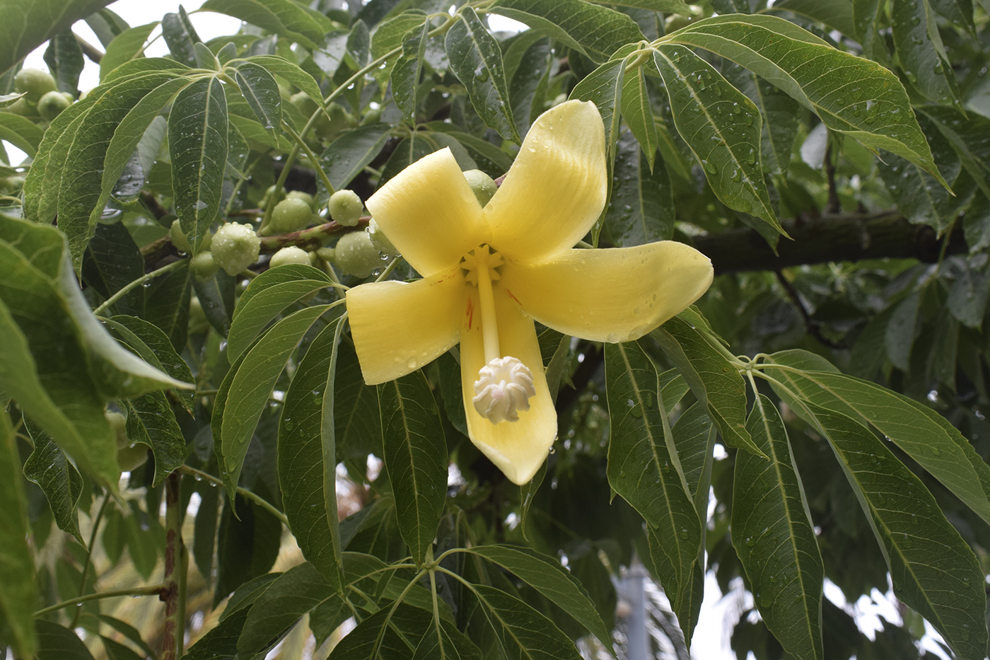 Image of Ceiba chodatii specimen.