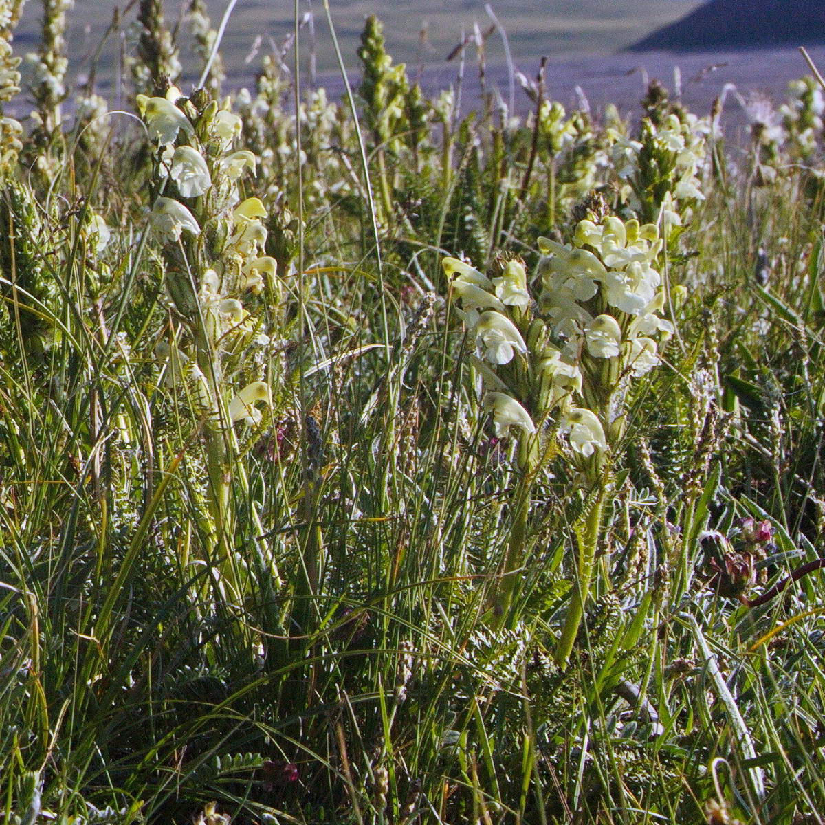 Image of Pedicularis dubia specimen.