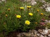 Inula ensifolia