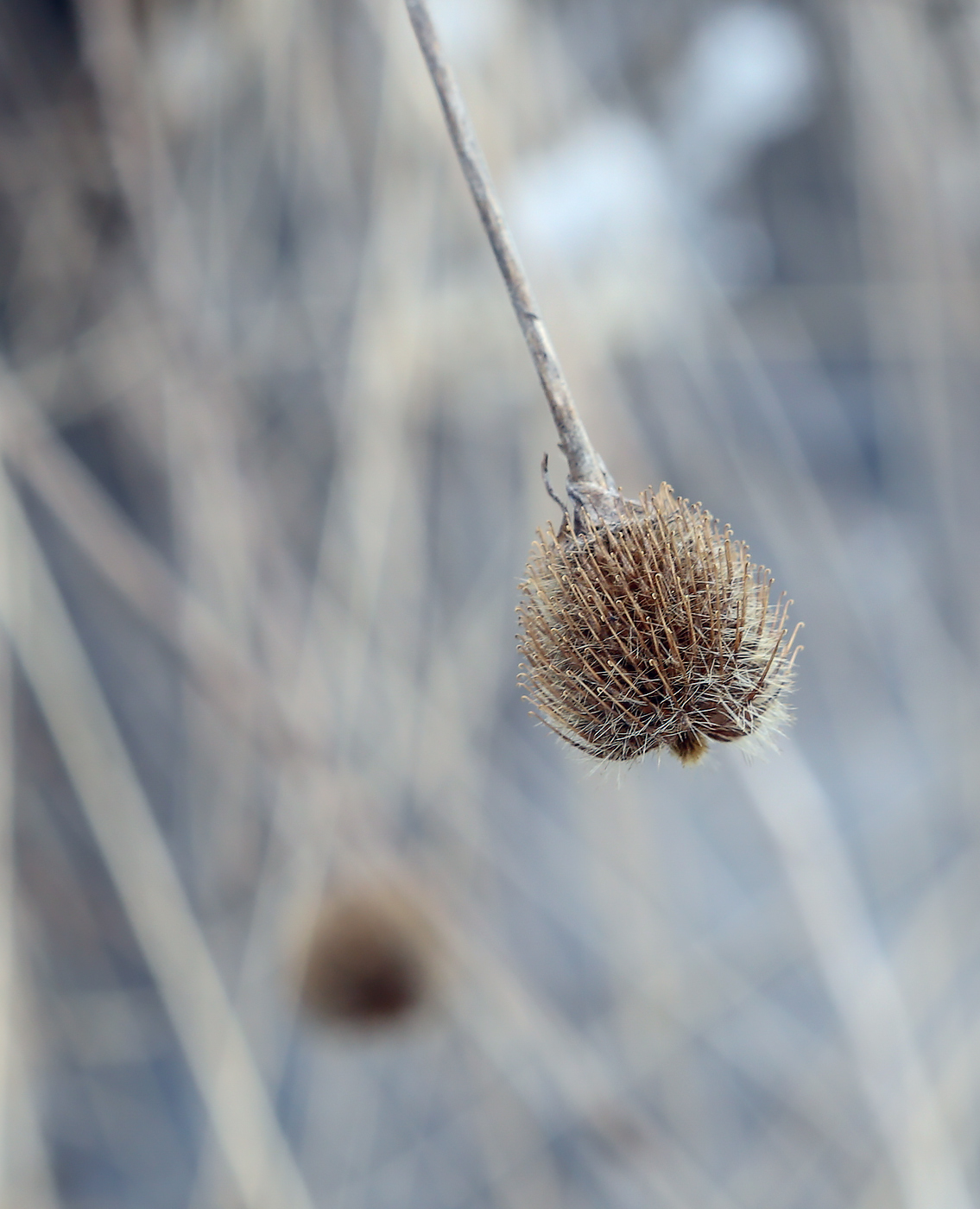 Image of Geum urbanum specimen.