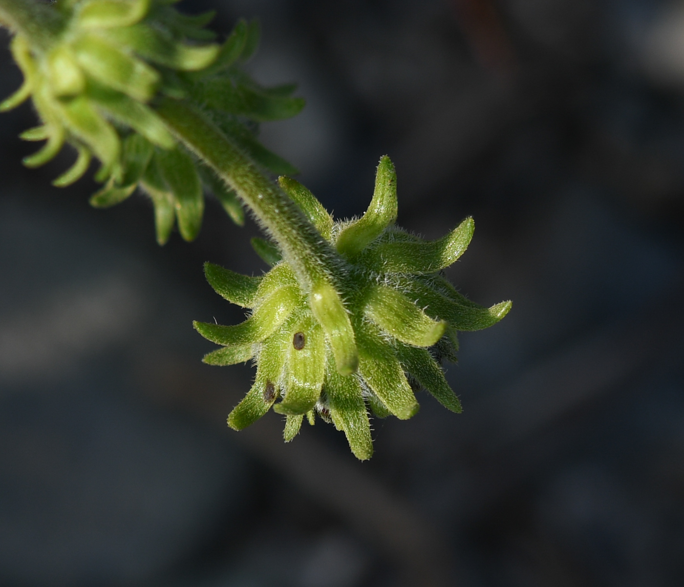 Image of genus Encelia specimen.