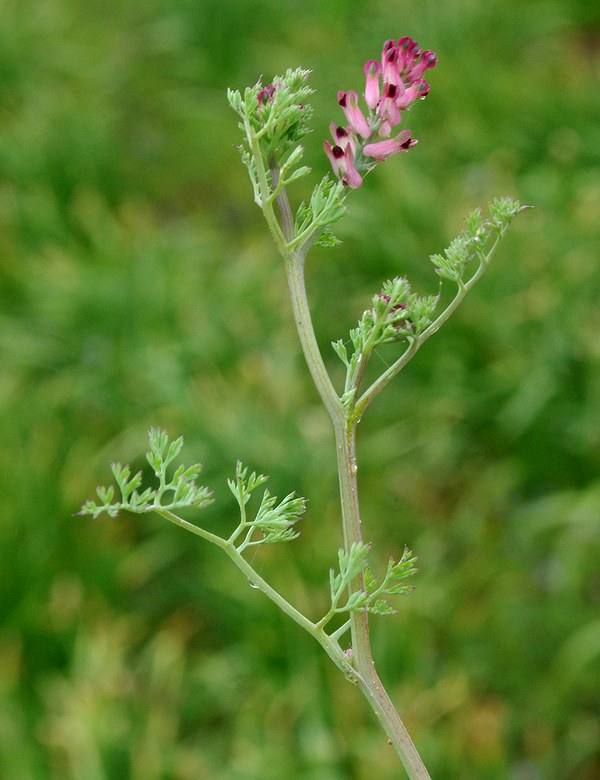 Image of Fumaria vaillantii specimen.