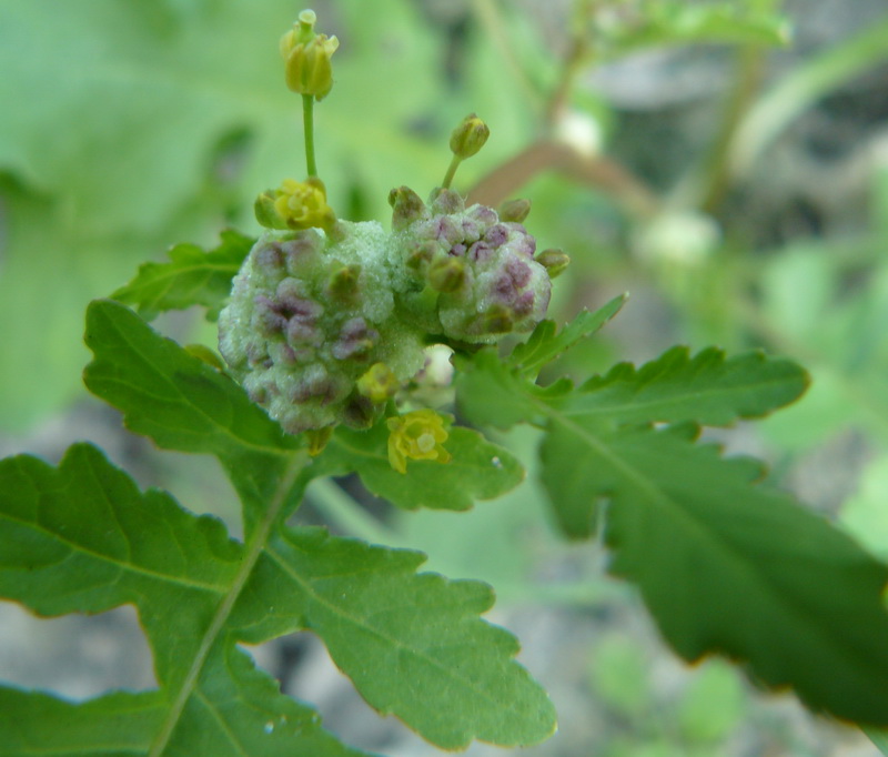 Изображение особи Rorippa palustris.