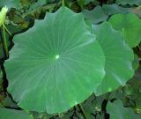 Nelumbo caspica