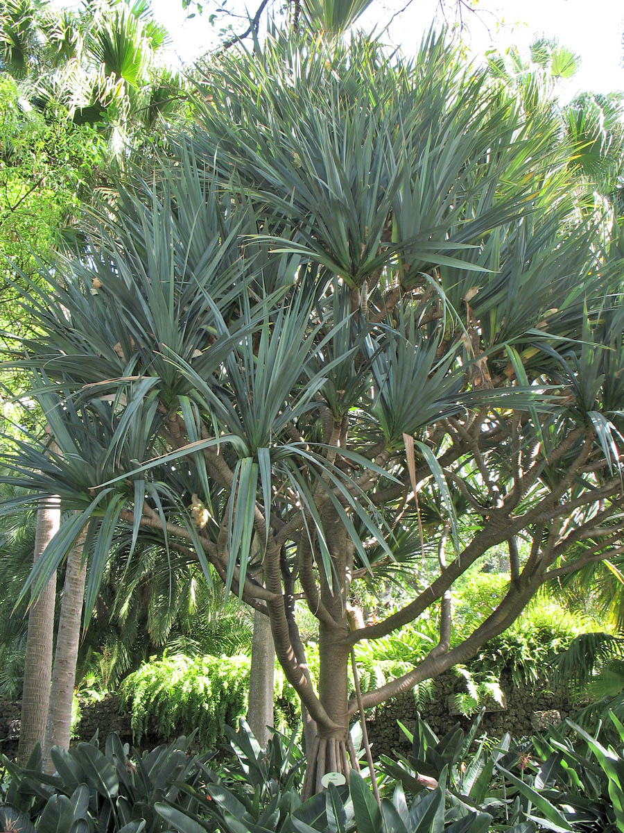 Изображение особи Pandanus utilis.