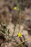 Koelpinia linearis. Цветущее растение. Южный Казахстан, пустыня Кызылкум. 02.05.2010.