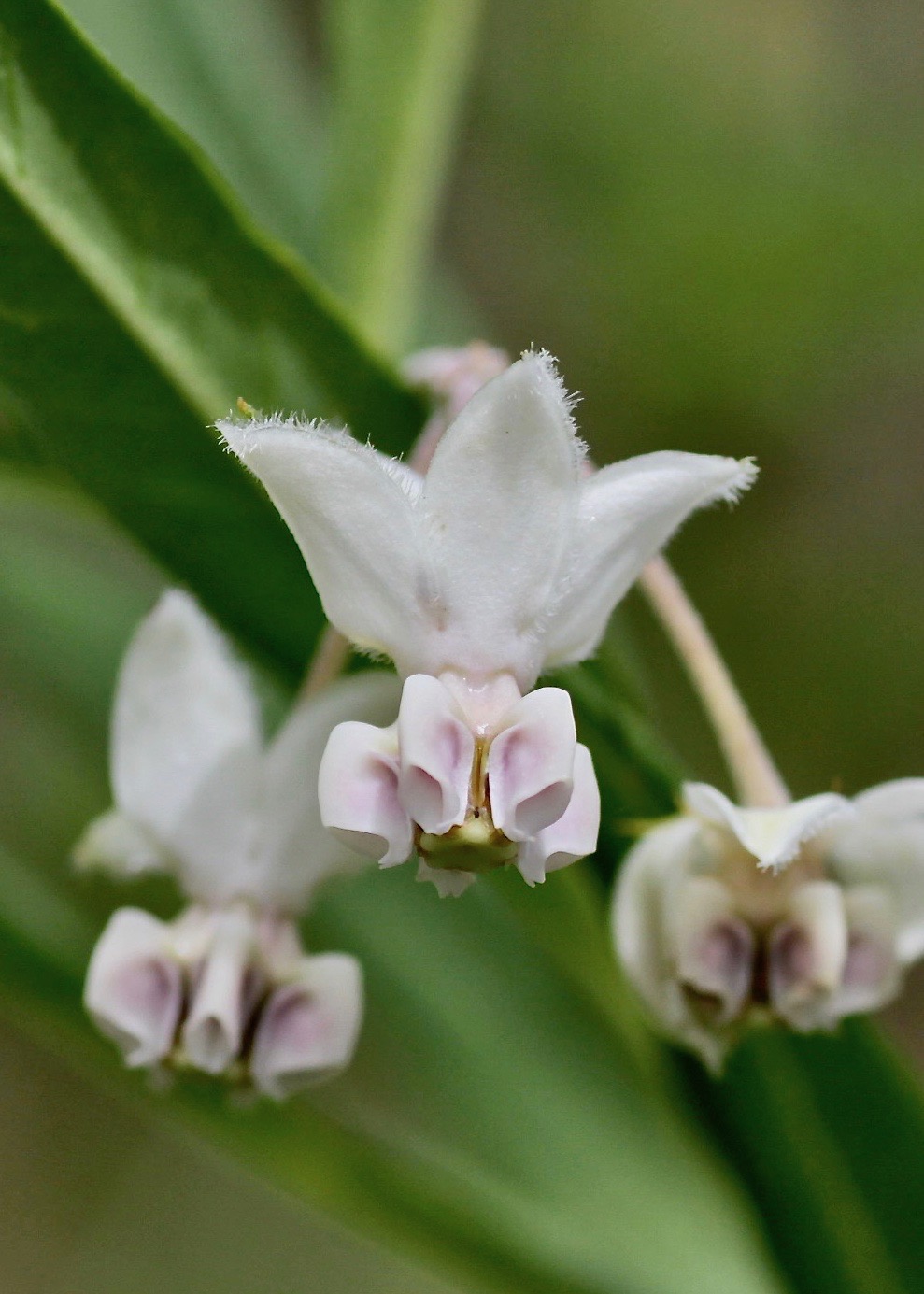 Image of Gomphocarpus physocarpus specimen.