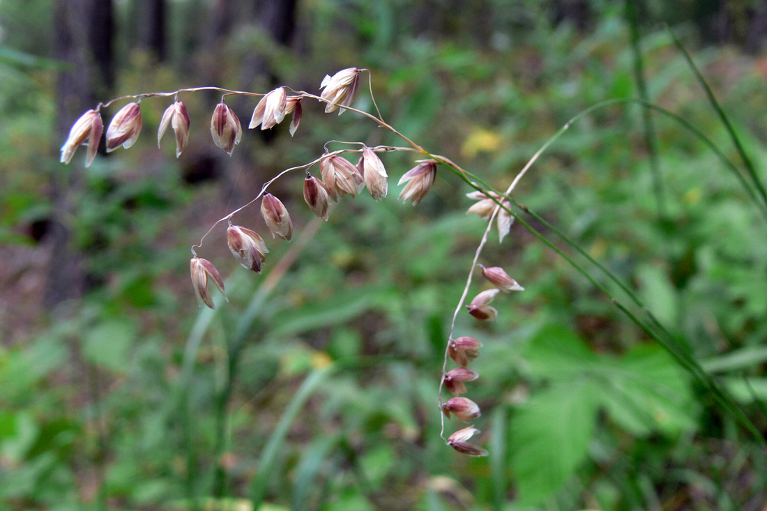 Image of Melica nutans specimen.