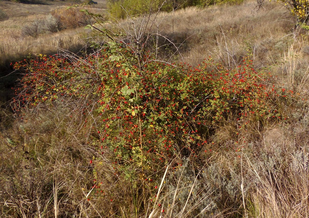 Image of Rosa rubiginosa specimen.