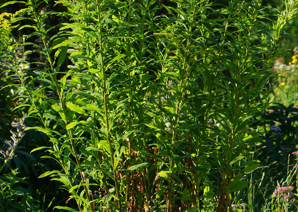 Изображение особи Solidago canadensis.