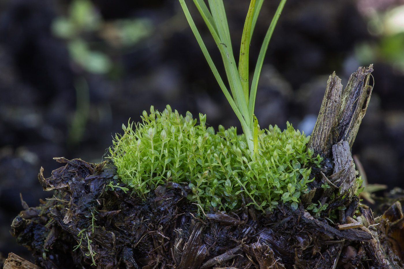 Image of genus Bryum specimen.