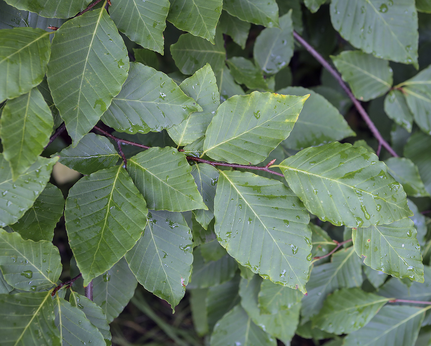 Изображение особи Fagus crenata.