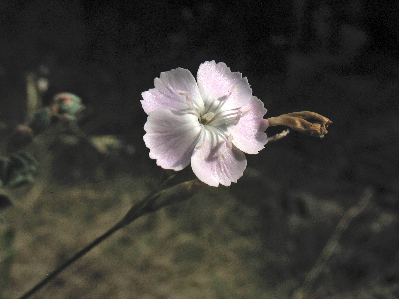 Image of Dianthus ciliatus ssp. dalmaticus specimen.