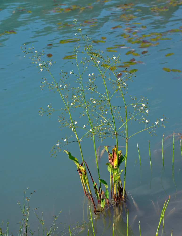 Изображение особи Alisma plantago-aquatica.