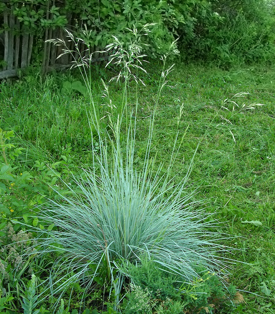 Image of Helictotrichon sempervirens specimen.