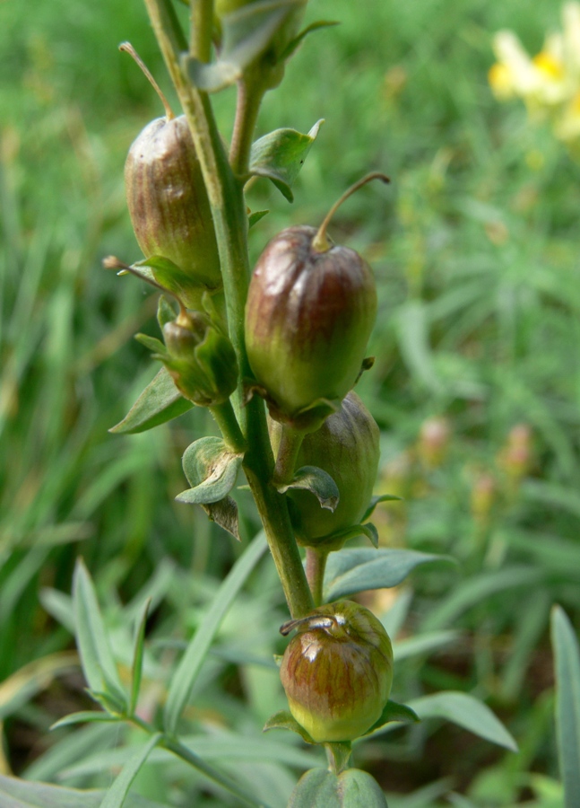 Изображение особи Linaria vulgaris.