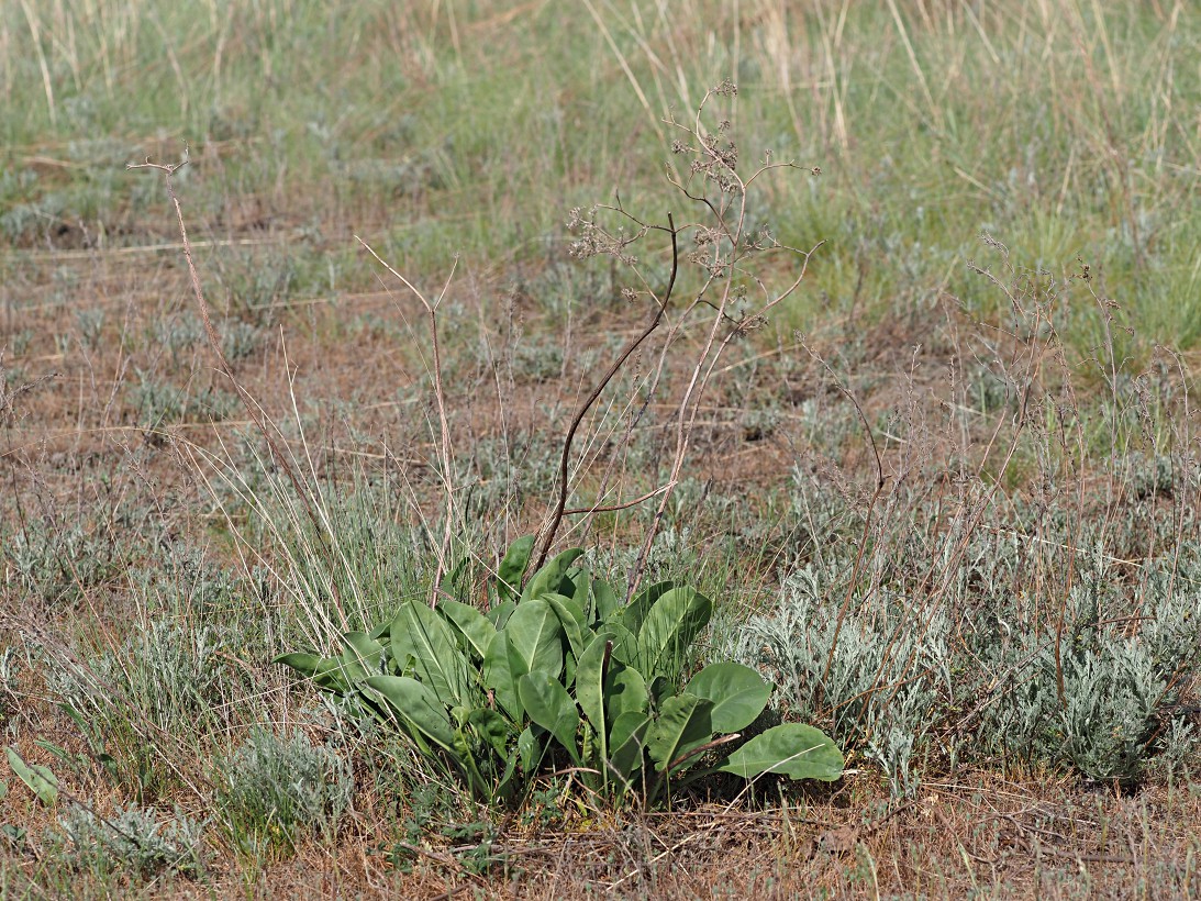 Image of Limonium gmelinii specimen.