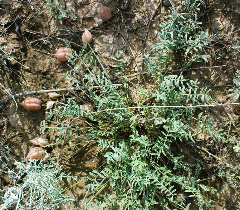 Изображение особи Astragalus sytinii.