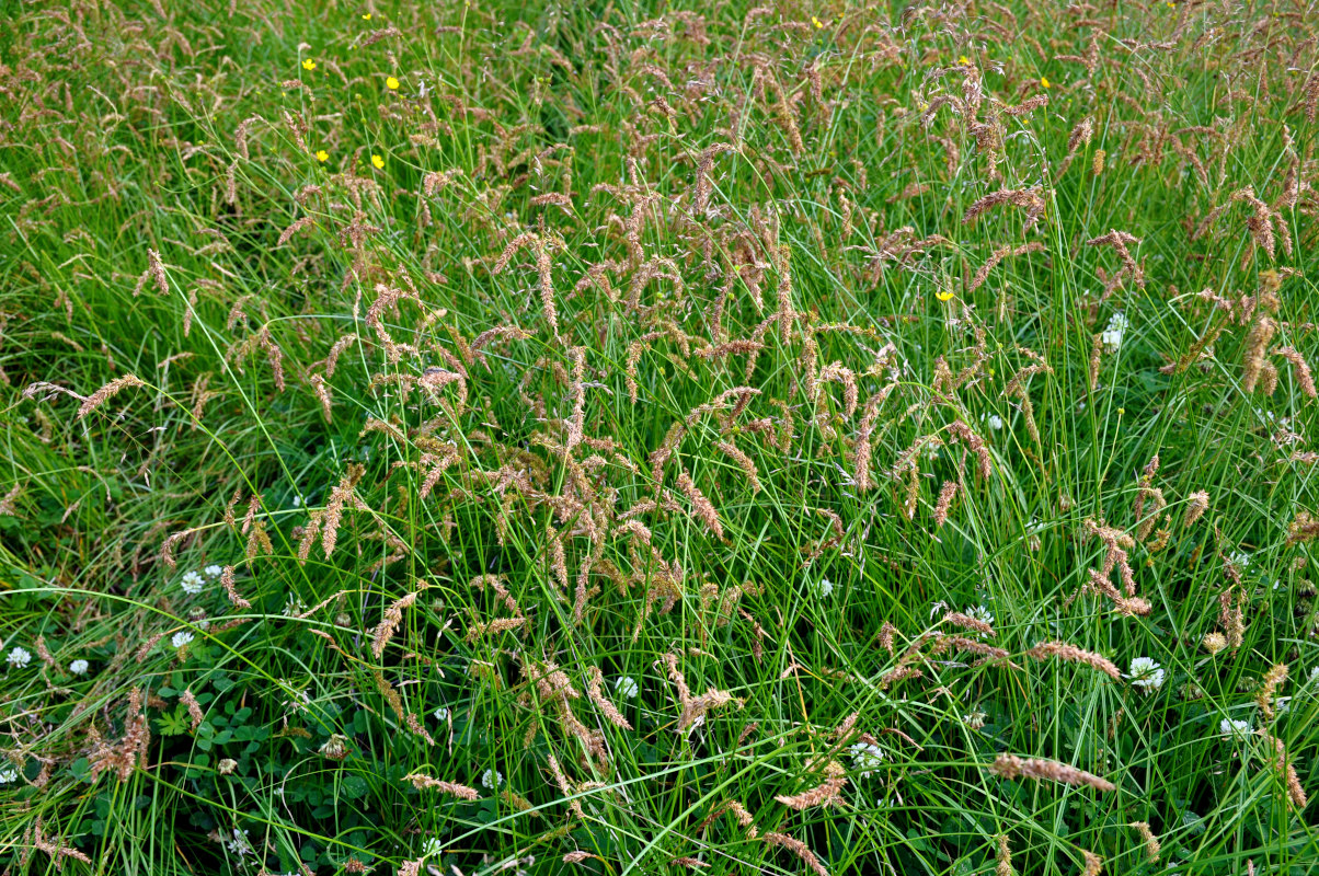 Image of Carex laevissima specimen.