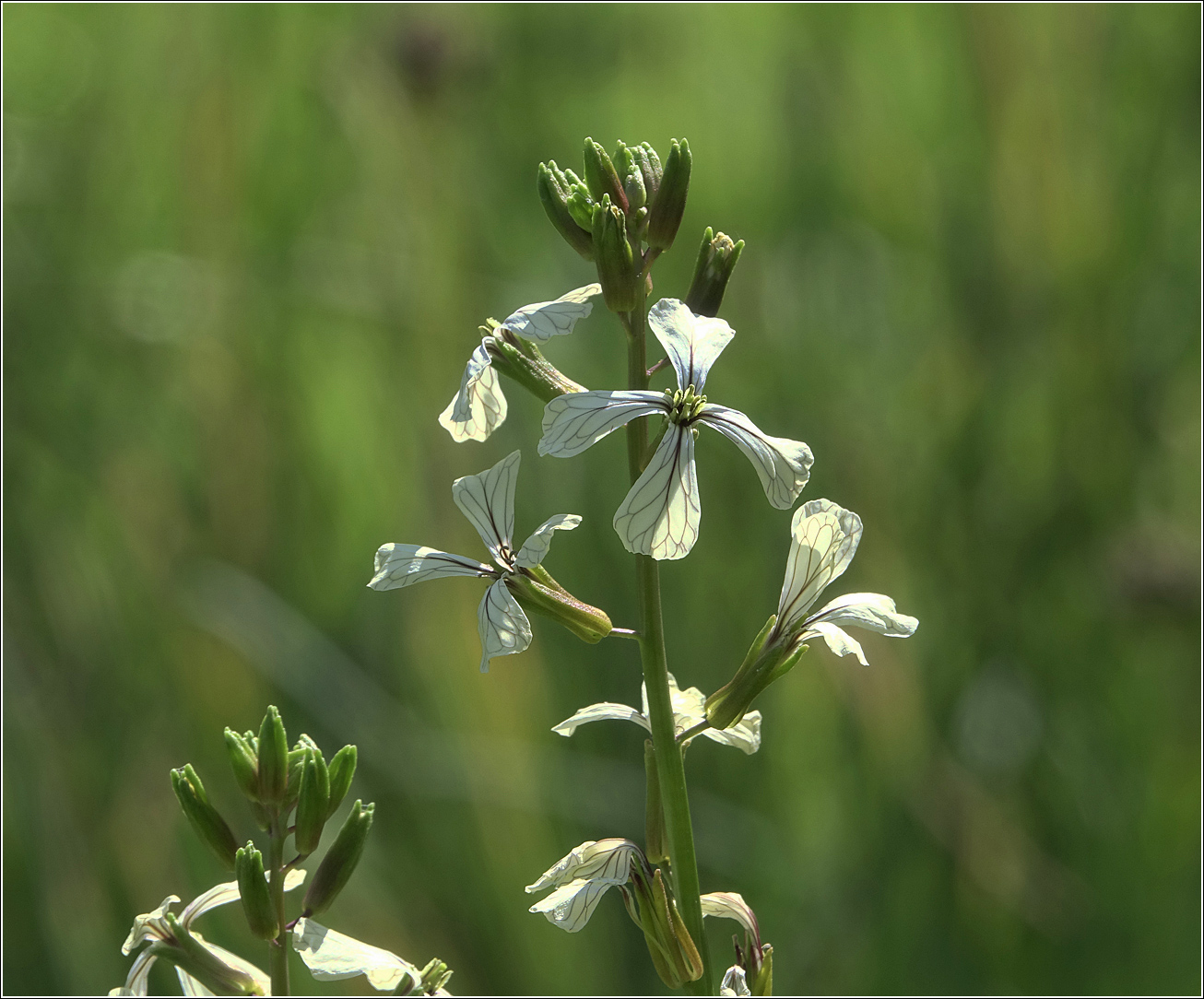 Image of Eruca sativa specimen.